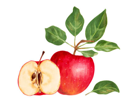 Realistic red apple. Fruit composition with whole, half and leaves of an apple.Juicy,tasty apples for your design.Isolated apple.