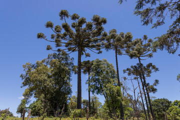Typical tree from southern Brazil. It grows in high and cold places. With the scientific name of Araucaria angustifolia. Photo taken in Rio Azul, Parana, Brazil...