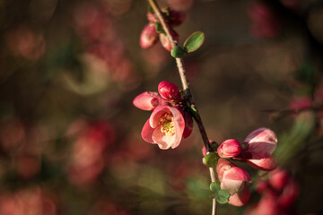 red flowers on a branch