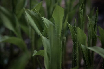 close up of green leaves