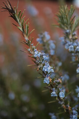 blue and white flowers in Eastern Europe Ukraine Hungary