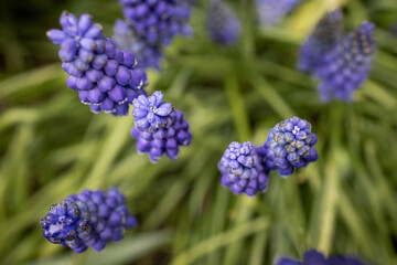 close up of blue hyacinthin Eastern Europe Ukraine Hungary