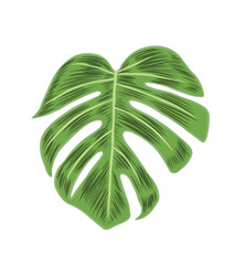 Green Adam's Rib Leaf. Beautiful Monstera leaf with hatch lines. Vector Illustration isolated on transparent background.  - obrazy, fototapety, plakaty