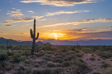Sunrise In The Sonoran Desert Near Scottsdale Arizona With Cactus