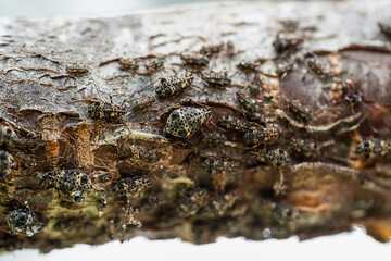 Black branch aphid or Pterochloides Persicae