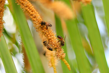 Bees eating