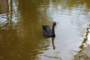 Black Swan swims in the water of the pond in the park.Waterfowl black bird. Black bird in the water swan in water 