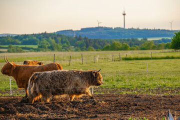 Highland breed. Scottish cows on windmills background.Red hairy bull chews grass. Farming and cow breeding.Furry highland cows graze on the green meadow.Scottish cows in the pasture
