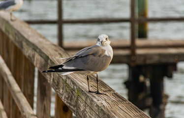 Seagull perched on a pier 