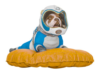 bulldog astronaut is floating on cushion