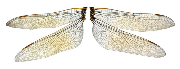 The two dragonfly wings - Powered by Adobe