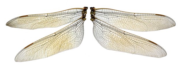 The two dragonfly wings