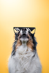 Funny border collie dog in studio 