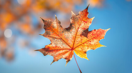 Naklejka na ściany i meble autumn maple leaf background blur soft focus 
