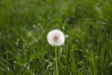 Selective blur on white fluffy dandelion flower heads, dried, with seed ready to be spread in the air, in summer, in a field. Also called Taraxacum, it's a species of flowers.
