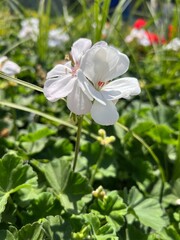 white flowers