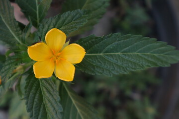 Elegance Vibrant Color of Passion Flower a.k.a Turnera, with Yellow and Orange Petal, Copy Space and Bokeh Blur Background