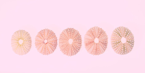 sea urchin shell in a row on pink background