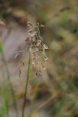 close up of grass
