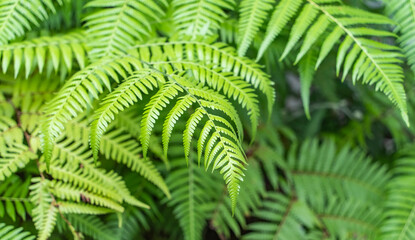 Close up of beautiful growing ferns in the forest.