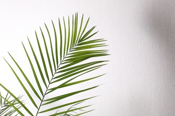 Fototapeta premium Green beautiful tropical leaf against white wall. Space for text