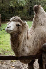 camel in the zoo