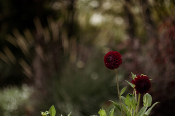Red flower in park in Paris