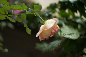 rose white flower close up in Ukraine 