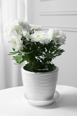 Beautiful chrysanthemum flowers in pot on white table indoors