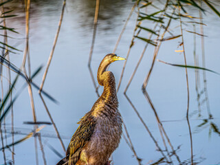 Darter Neck Bent