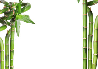 Fototapeta na wymiar Collage with green bamboo stems on white background