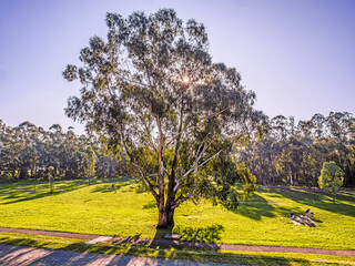 Tree In Front Of Sun