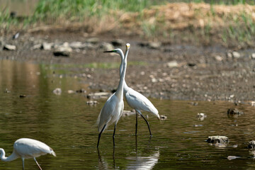 ダイサギの群れ