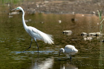 歩いているダイサギ