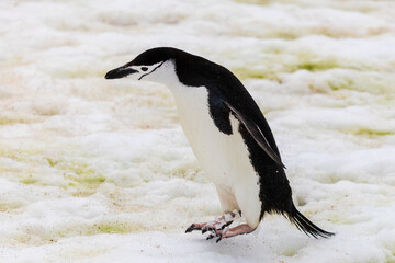 Obraz premium Chinstrap Penguins (Pygoscelis antarcticus) in Antarctica