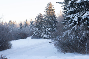 Naklejka premium Winter Forest in the Snow
