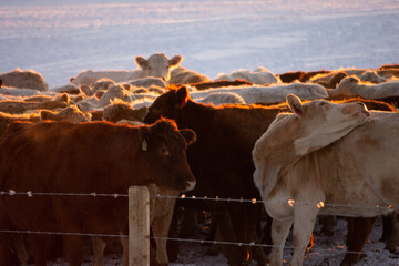 Sunset Winter Cows 4