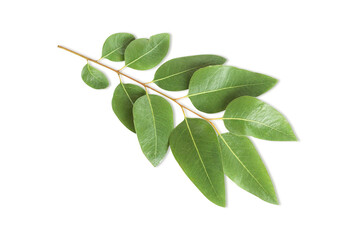 Obraz premium Branch and leaves eucalyptus on white background