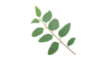 Branch and leaves eucalyptus on white background