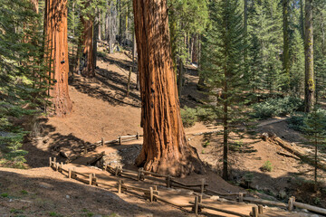 Sequoia Trail - A well-maintained hiking trail winding in the Giant Forest sequoia grove of  Sequoia and Kings Canyon National Park, California, USA.