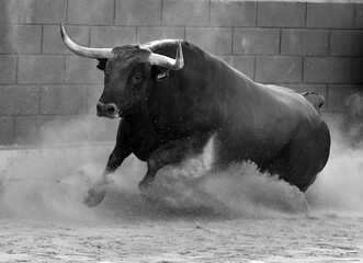 un toro  español con grandes cuernos corriendo en una plaza de toros