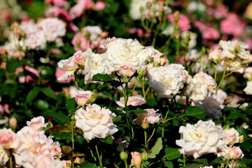 美しく咲き誇るバラの風景（Landscape of beautifully blooming roses）