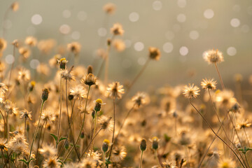 Beautiful sunrise abstract spring background or summer with meadows in bright sunshine and golden bokeh.For text and advertising.