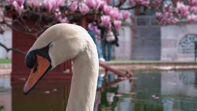Portrait of a wild graceful white swan in lake against the backdrop of a blossoming branch of pink magnolia in the tourist park of Istanbul. City park in spring with flowering trees, pond, birds. 