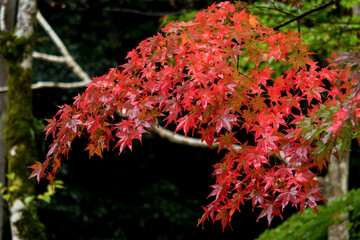 樗谿公園の紅葉 鳥取県 樗谿公園