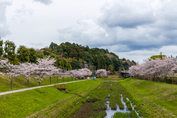 Beautiful Sakura blossoms during the spring season in the park. Narita, Japan