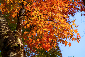 樗谿公園の紅葉 鳥取県 樗谿公園