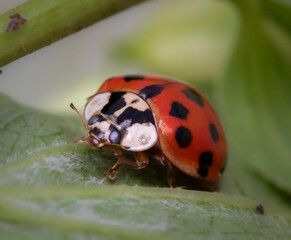 Ladybug close up