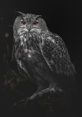 Owl dark mood