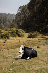 A beautiful cow resting in the meadow with a landscape behind